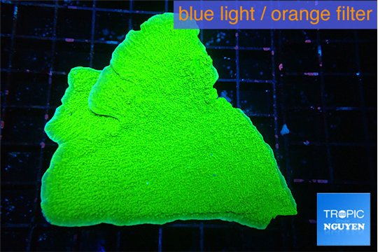 Montipora green cap 4-6 cm WYSIWYG acclimaté