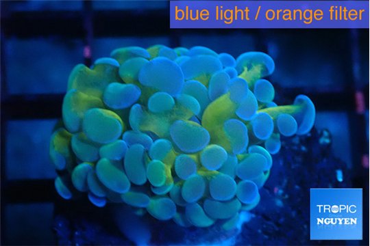 Euphyllia paraancora orange purple 2-5 cm WYSIWYG acclimaté