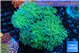 Euphyllia paradivisa green sunset 8-14 cm WYSIWYG acclimaté