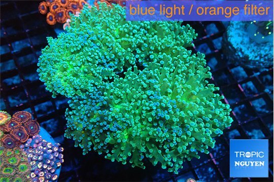 Euphyllia paradivisa green sunset 8-14 cm WYSIWYG acclimaté