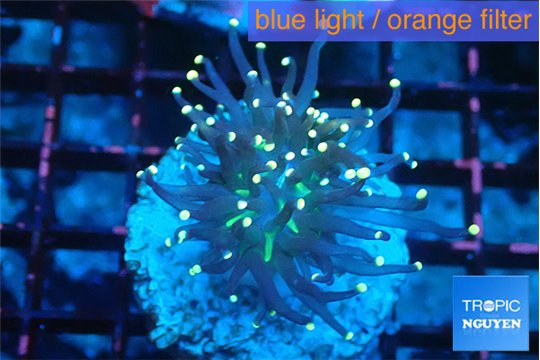 Euphyllia glabrescens JOKER & pink tip torch 2-5 cm WYSIWYG acclimaté