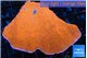 Montipora red cap 5-6 cm WYSIWYG acclimaté