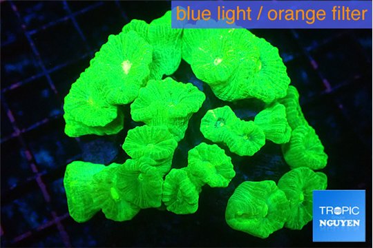 Caulastrea neon green 8-10 cm WYSIWYG acclimaté