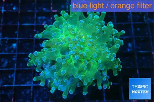 Euphyllia paradivisa green sunset 4-7 cm WYSIWYG acclimaté