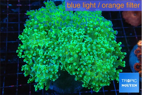 Euphyllia paradivisa green sunset 8-14 cm WYSIWYG acclimaté