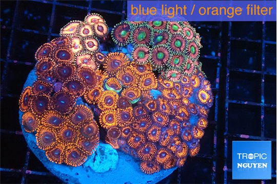 Zoanthus garden mixed color premium 8-13 cm WYSIWYG acclimaté