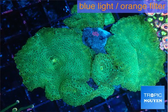 Discosoma green & purple spot 5-7 cm WYSIWYG acclimaté