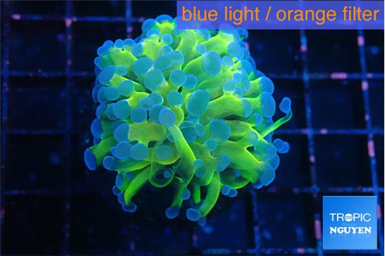 Euphyllia paraancora orange purple 3-5 cm WYSIWYG acclimaté
