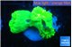 Caulastrea neon green 3 polyps WYSIWYG acclimaté