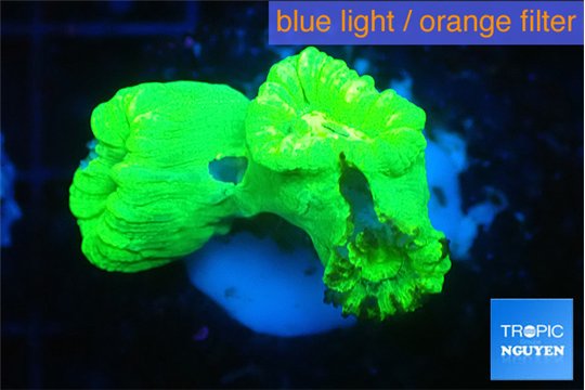 Caulastrea neon green 3 polyps WYSIWYG acclimaté