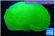 Montipora green cap 4-5 cm WYSIWYG acclimaté