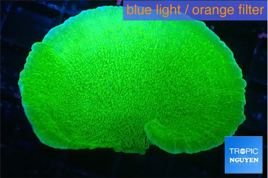 Montipora green cap 4-5 cm WYSIWYG acclimaté