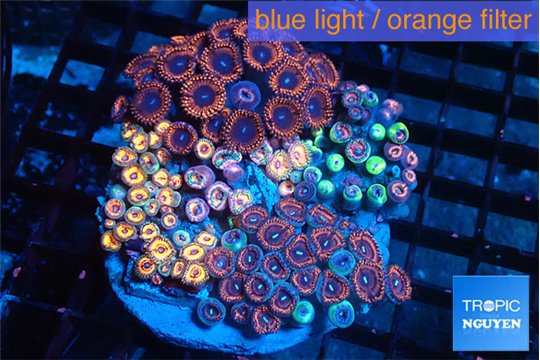 Zoanthus garden mixed color premium 8-13 cm WYSIWYG acclimaté