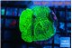 Montipora green 3-4 cm WYSIWYG acclimaté