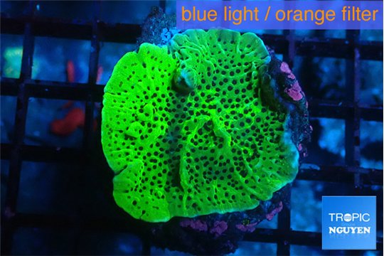 Montipora green 3-4 cm WYSIWYG acclimaté