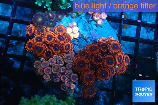 Zoanthus garden mixed color premium 7-10 cm WYSIWYG acclimaté