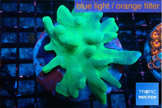 Lobophytum greeny body 7-12 cm WYSIWYG acclimaté