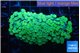 Alveopora green 5-8 cm WYSIWYG acclimaté