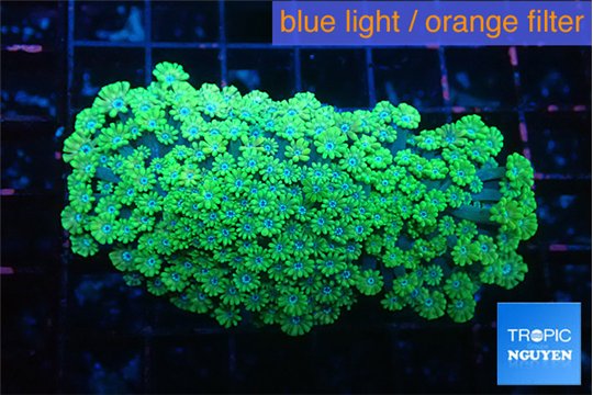 Alveopora green 5-8 cm WYSIWYG acclimaté