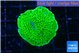 Montipora green 2-3 cm WYSIWYG acclimaté