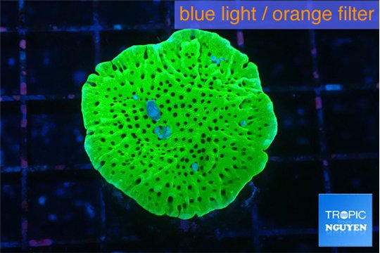 Montipora green 2-3 cm WYSIWYG acclimaté