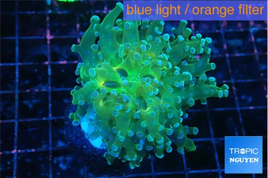 Euphyllia paradivisa green sunset 4-7 cm WYSIWYG acclimaté