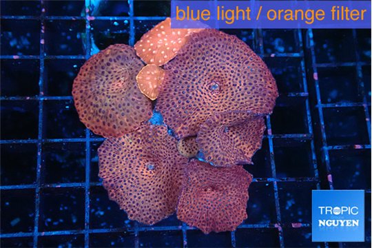 Discosoma red & blue spot + red fire 6 polyps WYSIWYG acclimaté