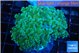 Euphyllia paradivisa green sunset 6-9 cm WYSIWYG acclimaté