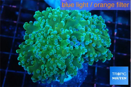 Euphyllia paradivisa green sunset 6-9 cm WYSIWYG acclimaté