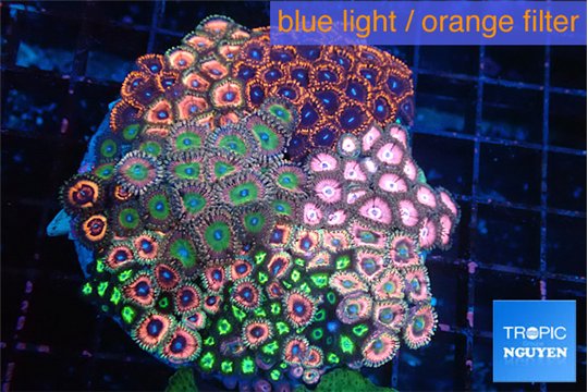 Zoanthus garden mixed color premium 8-13 cm WYSIWYG acclimaté