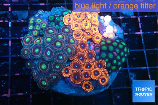 Zoanthus garden mixed color premium 8-13 cm WYSIWYG acclimaté