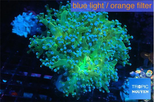 Euphyllia paradivisa green sunset 6-9 cm WYSIWYG acclimaté