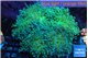 Euphyllia paradivisa green sunset 8-14 cm WYSIWYG acclimaté
