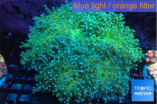 Euphyllia paradivisa green sunset 8-14 cm WYSIWYG acclimaté