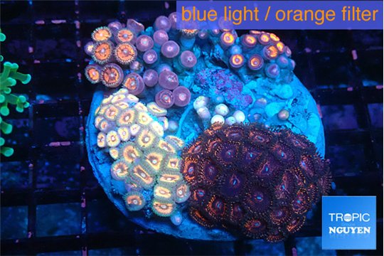 Zoanthus garden mixed color premium 8-13 cm WYSIWYG acclimaté