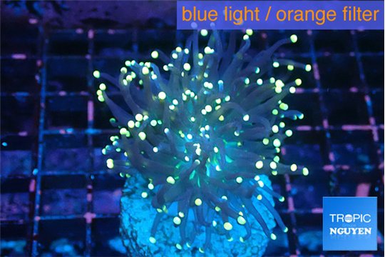 Euphyllia glabrescens joker golden tip 3-6 cm WYSIWYG acclimaté