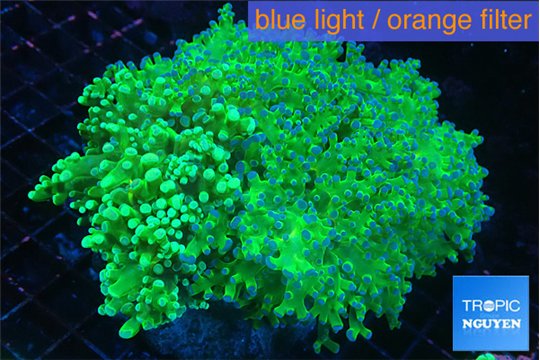 Euphyllia paradivisa green & purple 8-14 cm WYSIWYG acclimaté
