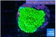 Montipora green 2-3 cm WYSIWYG acclimaté