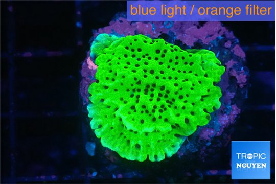 Montipora green 2-3 cm WYSIWYG acclimaté
