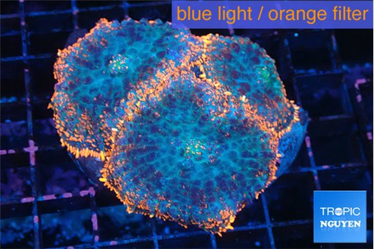 Rhodactis red blue superman 3 polyps WYSIWYG acclimaté