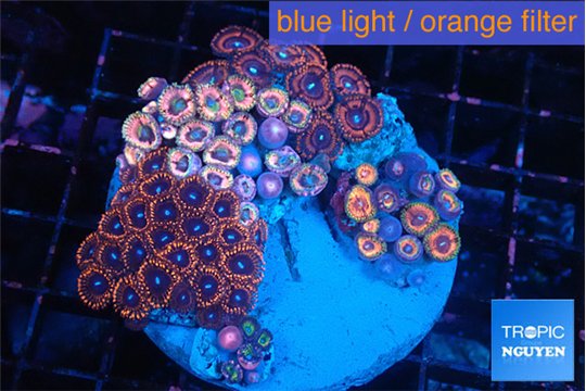 Zoanthus garden mixed color premium 6-9 cm WYSIWYG acclimaté