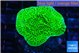 Montipora green 2-4 cm WYSIWYG acclimaté
