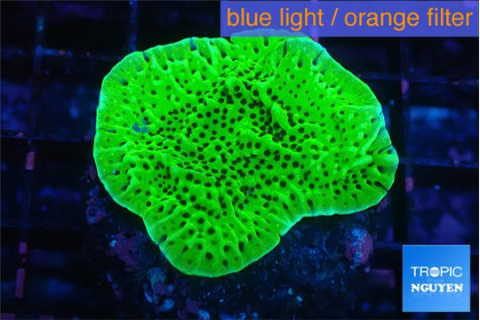 Montipora green 2-4 cm WYSIWYG acclimaté