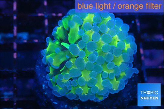 Euphyllia paraancora orange purple 3-4 cm WYSIWYG acclimaté