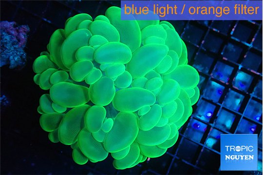 Plerogyra green 6-12 cm WYSIWYG acclimaté