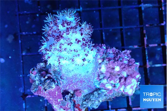 Dendronephtya pink purple 4-7 cm WYSIWYG acclimaté