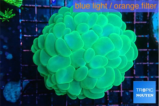 Plerogyra green 6-12 cm WYSIWYG acclimaté