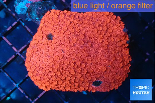 Goniopra red 5-10 cm WYSIWYG acclimaté