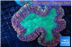 Lobophyllia red green 7-12 cm WYSIWYG acclimaté