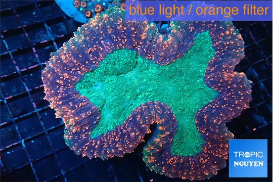 Lobophyllia red green 7-12 cm WYSIWYG acclimaté